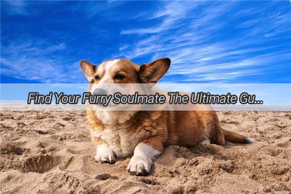 Find Your Furry Soulmate The Ultimate Guide to the Best Dog Adoption Apps